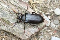 Prionus coriarius
