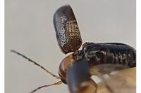 Cryptocephalus pusillus