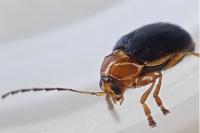 Cryptocephalus pusillus