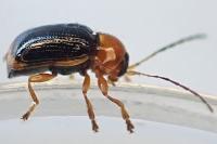 Cryptocephalus pusillus