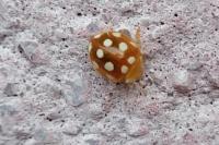 Vibidia duodecimguttata
