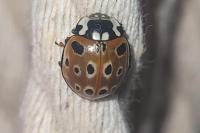 Anatis ocellata