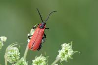 Lygistopterus sanguineus