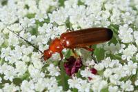 Rhagonycha fulva