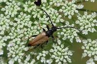Stictoleptura rubra