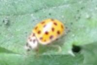 Psyllobora vigintiduopunctata