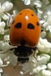 Hippodamia variegata