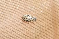 Anisosticta novemdecimpunctata