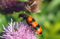 Trichodes apiarius