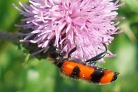 Trichodes apiarius