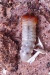 Rhagium inquisitor