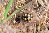 Coccinula quatuordecimpustulata