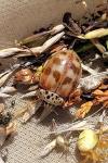 Harmonia quadripunctata