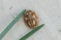 Myzia oblongoguttata