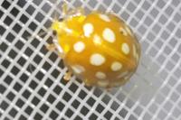 Halyzia sedecimguttata