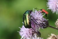 Cetonia aurata