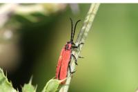 Lygistopterus sanguineus