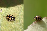 Coccinula quatuordecimpustulata