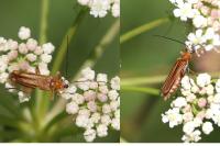 Oedemera podagrariae