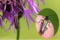 Oedemera pthysica