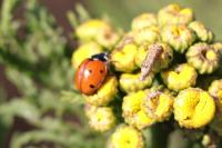 Coccinella septempunctata