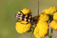 Leptura quadrifasciata