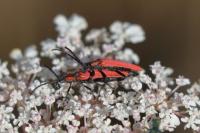 Lygistopterus sanguineus