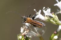 Oedemera femorata