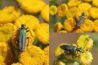 Oedemera nobilis