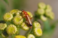 Rhagonycha fulva