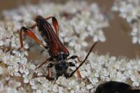 Stenopterus rufus