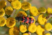 Trichodes alvearius