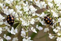 Coccinula quatuordecimpustulata