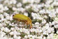 Cteniopus sulphureus