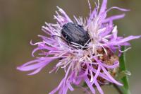 Oxythyrea funesta