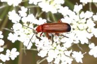 Rhagonycha fulva