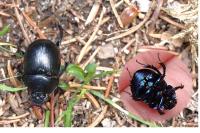 Anoplotrupes stercorosus