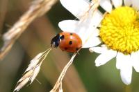 Coccinella septempunctata