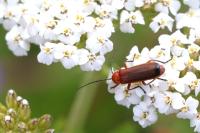 Rhagonycha fulva