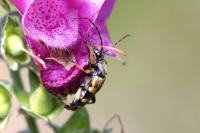 Rutpela maculata