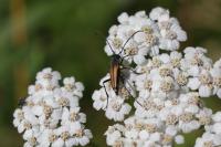 Stenurella melanura