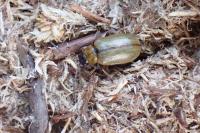 Lochmaea capreae