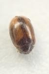 Contacyphon variabilis