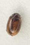 Contacyphon variabilis