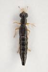 Stenus flavipes
