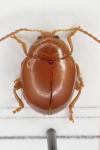 Sphaeroderma rubidum