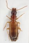Paradromius linearis