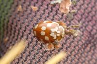 Myrrha octodecimguttata