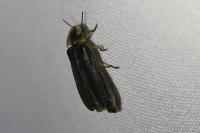 Lampyris noctiluca