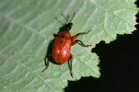 Apoderus coryli